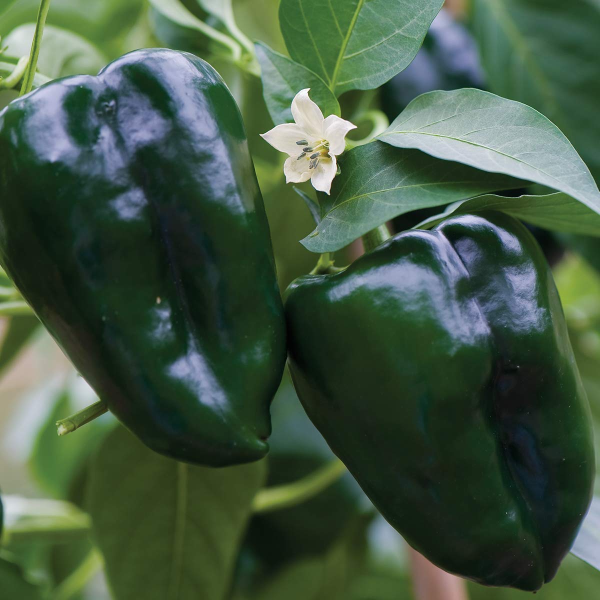 Poblano peppers maturing from green to red for fresh use