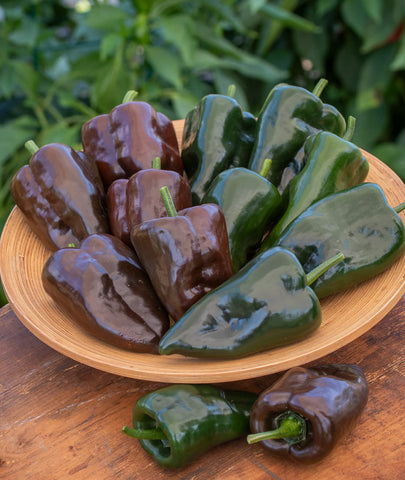 Burpee Poblano seeds with heart-shaped 4-inch peppers maturing green to red
