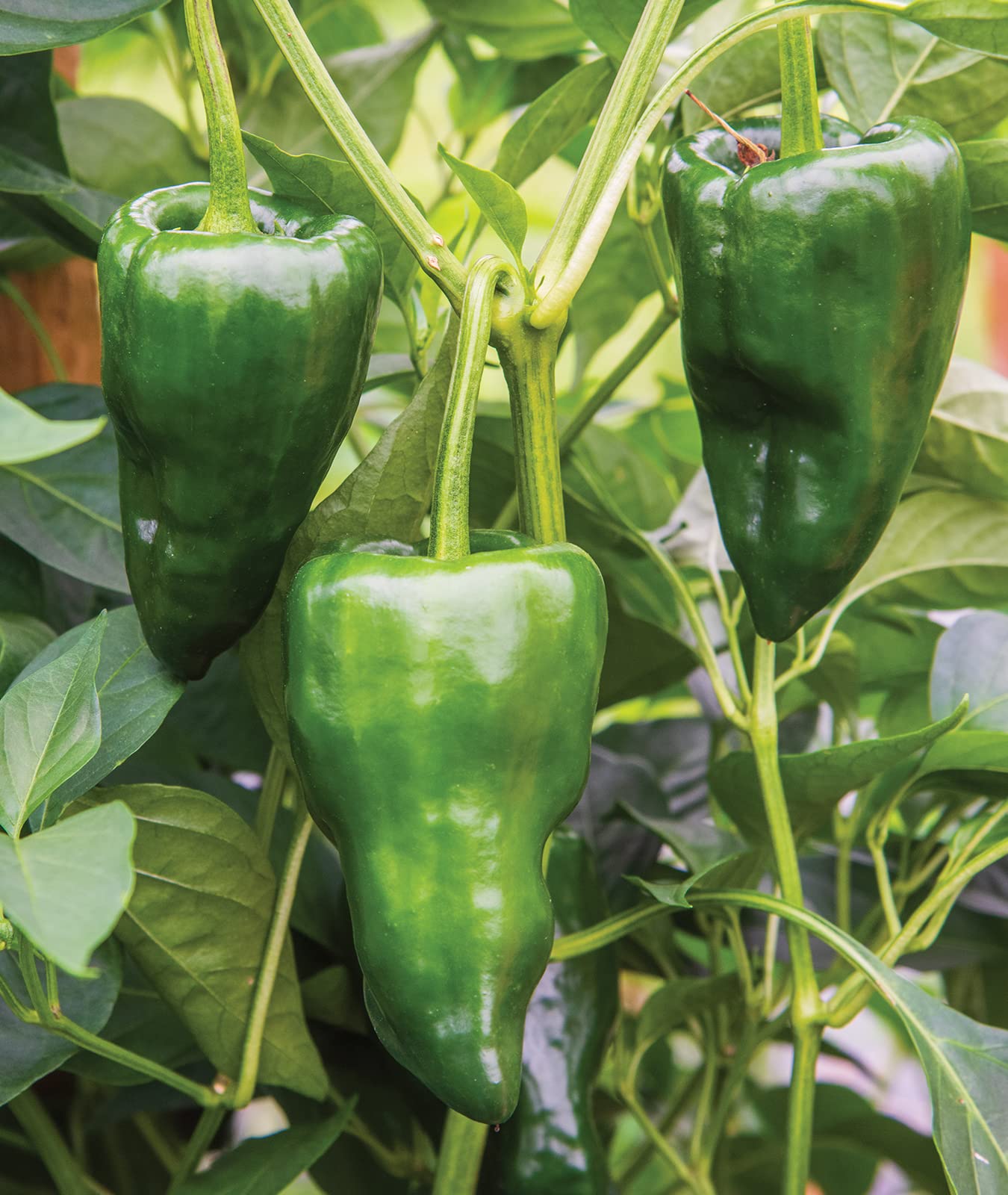 Roasted Poblanos ready for dipping and stuffing