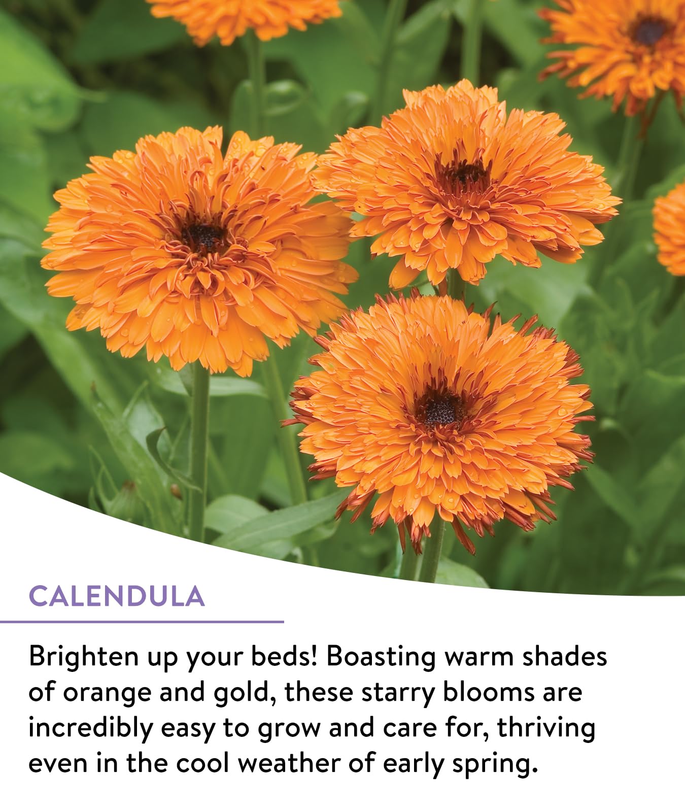Burpee pollinator garden mix — sun-loving blooms provide nectar for bees and butterflies.