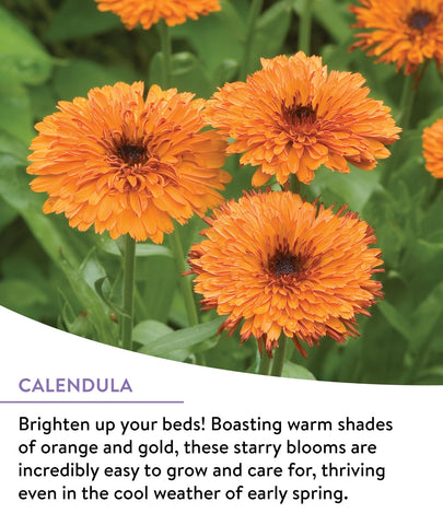 Burpee pollinator garden mix — sun-loving blooms provide nectar for bees and butterflies.