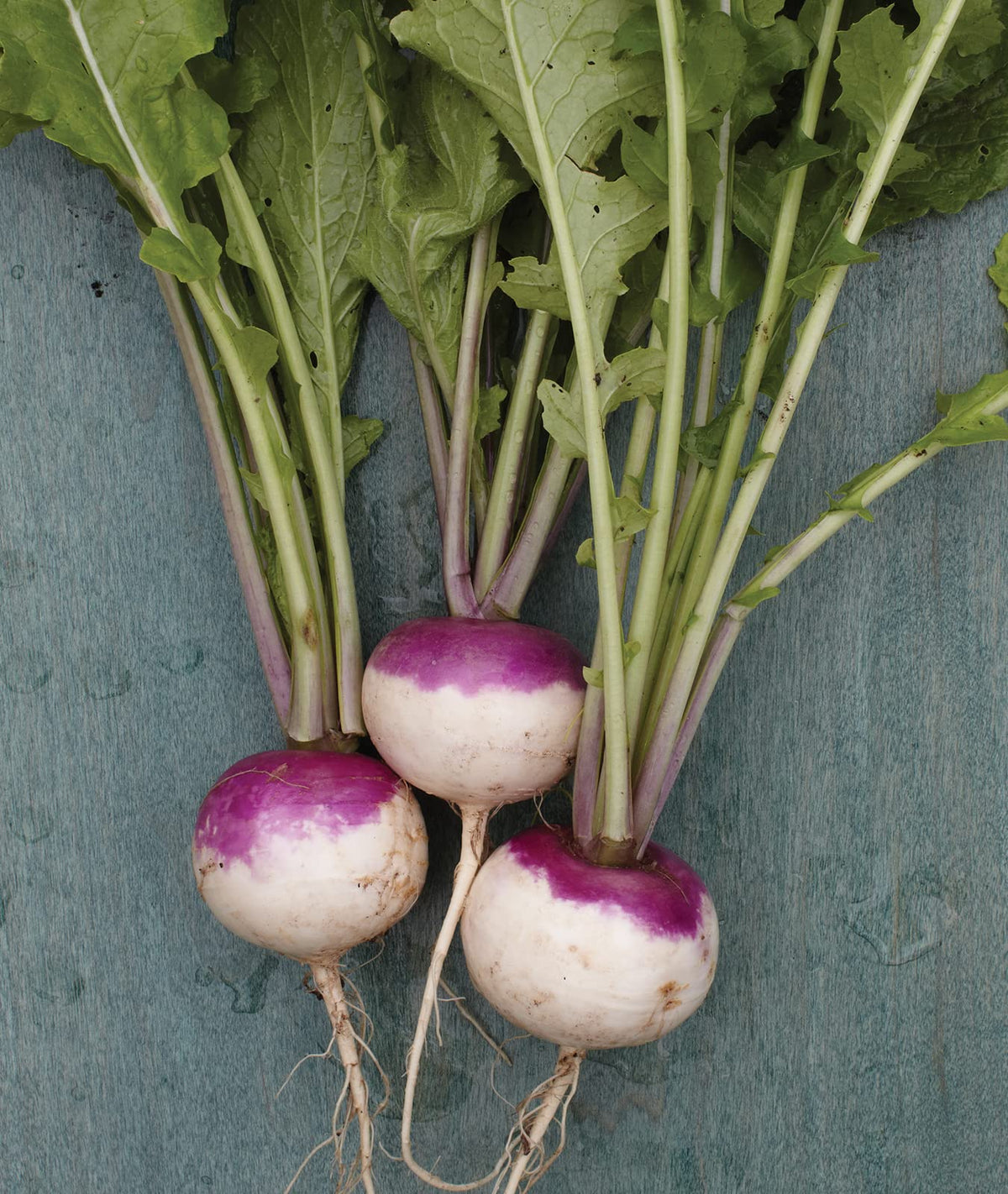Burpee Purple Top White Globe turnip seeds packet showing heirloom variety for home gardens and quick 55-day harvest.