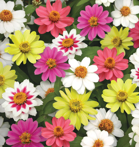 Burpee Raspberry Lemonade Mix zinnia seeds packet with vibrant colors for sunny borders