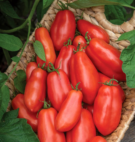 Indeterminate Burpee San Marzano vines grow tall, up to 44 inches.