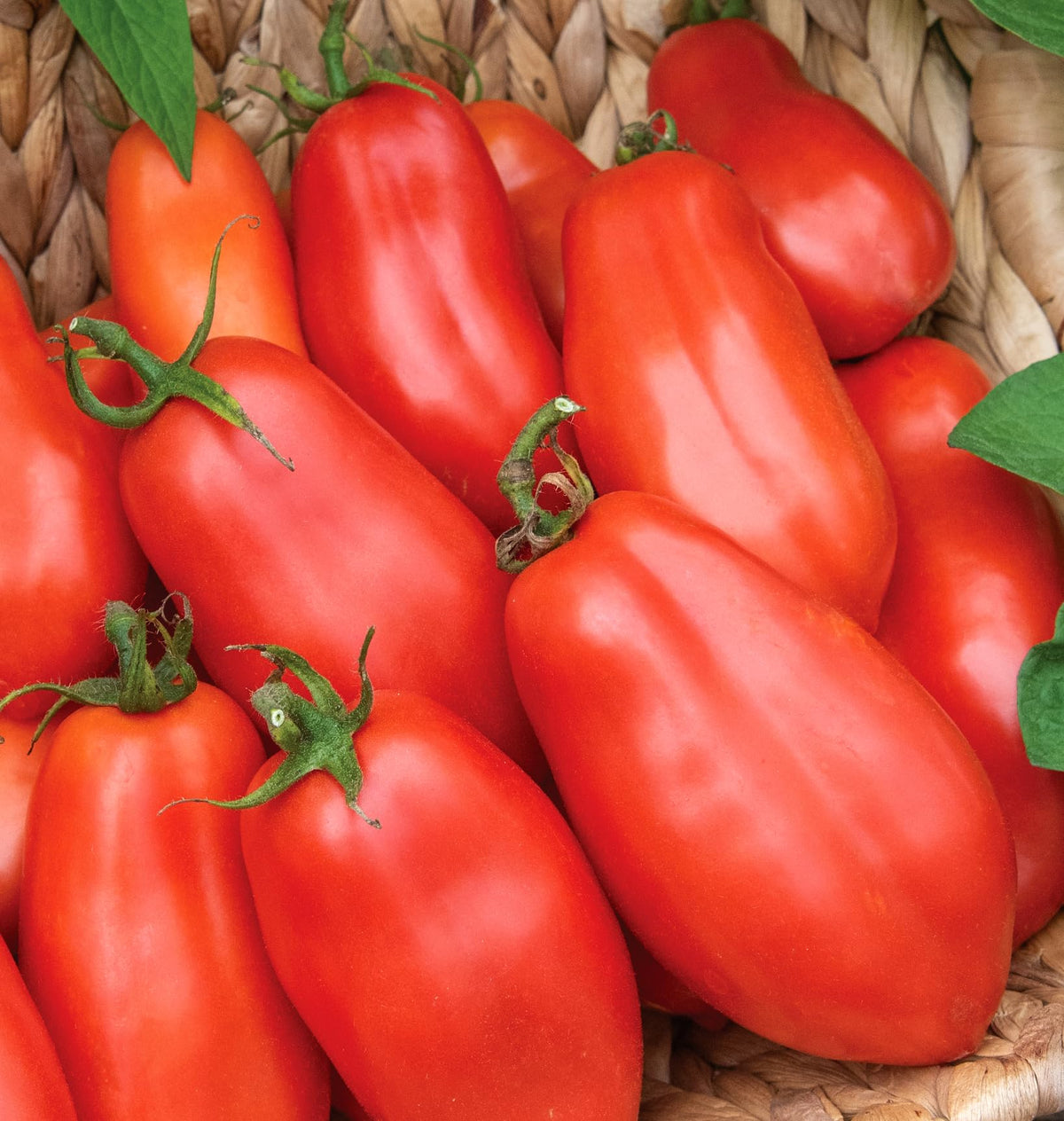 Burpee San Marzano paste tomato seeds ideal for paste, canning and drying.