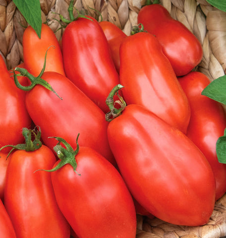 Burpee San Marzano paste tomato seeds ideal for paste, canning and drying.