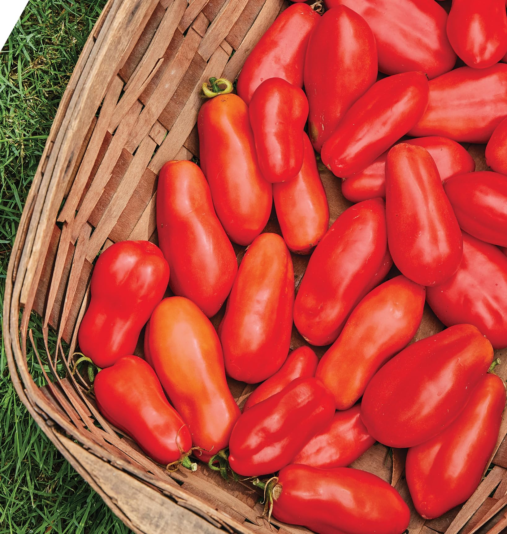 San Marzano plum tomatoes on sturdy vines offering reliable home harvest.