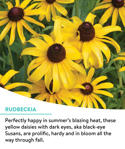 Burpee wildflowers offer tall blooms from 2 to 6 feet for dramatic garden structure.