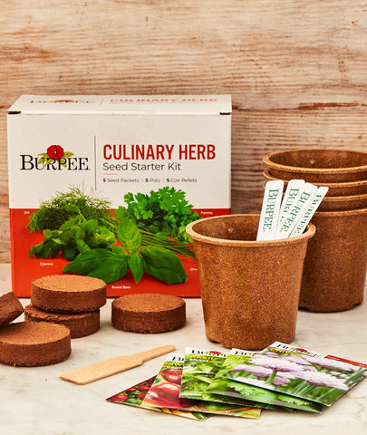 Burpee seed packets for cilantro, dill, parsley, basil, and chives