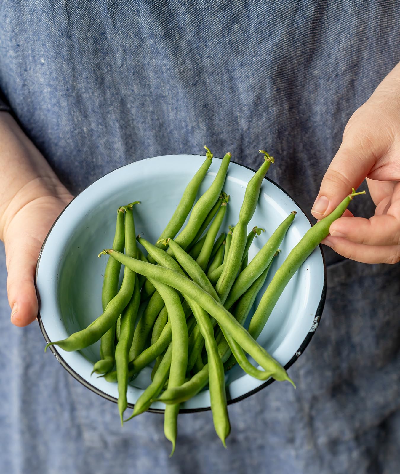 Burpee seed starting kit helps jumpstart healthy germination for beans.