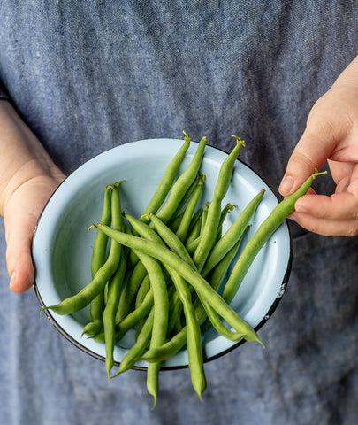 Burpee seed starting kit helps jumpstart healthy germination for beans.