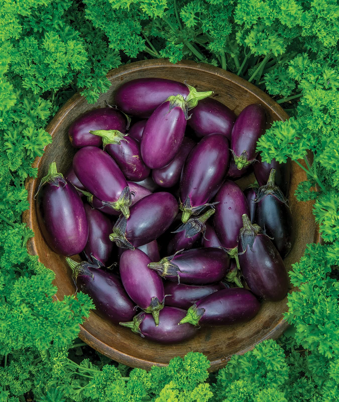 Burpee seed starting kit supports successful Patio Baby germination.