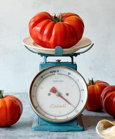Burpee SteakHouse harvest-ready tomato topping a sandwich