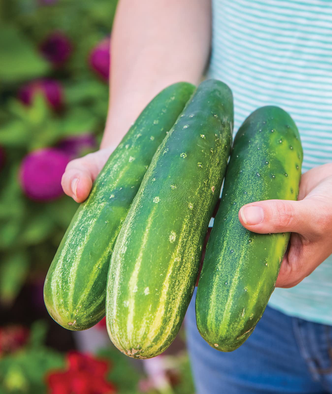 Burpee Straight Eight harvest-ready 8-inch cucumber fruit with crisp texture.