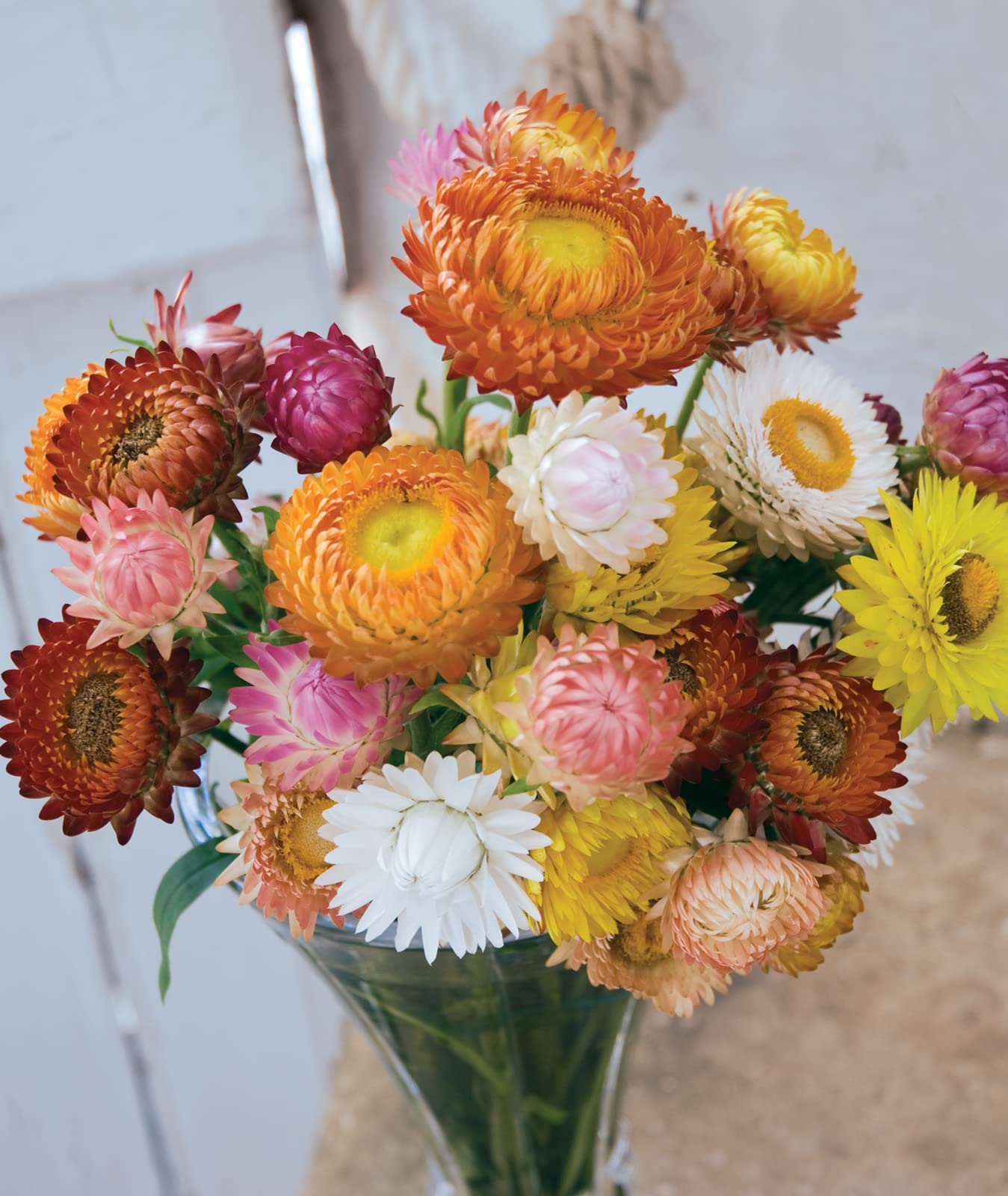 Burpee strawflowers thriving in drought- and deer-resistant garden beds.