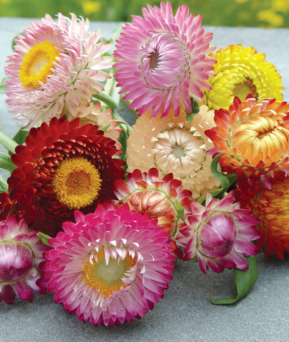 Burpee strawflower seeds shown near a seed starting kit for outdoor sowing.