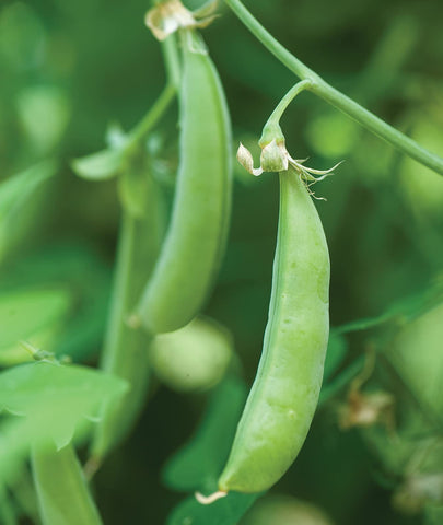 Close-up of Burpee Sugar Snap Pea pods ready to snap and eat