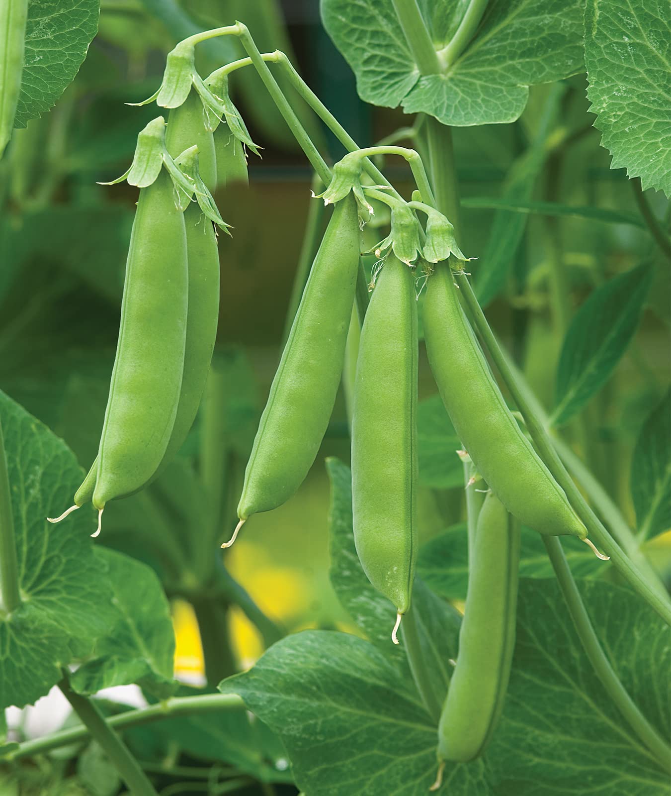 Burpee Sugar Snap Pea seeds packet ready for spring planting, a reliable cool-season option