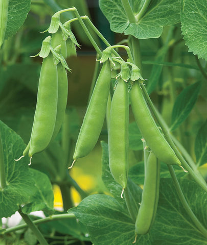 Burpee Sugar Snap Pea seeds packet ready for spring planting, a reliable cool-season option