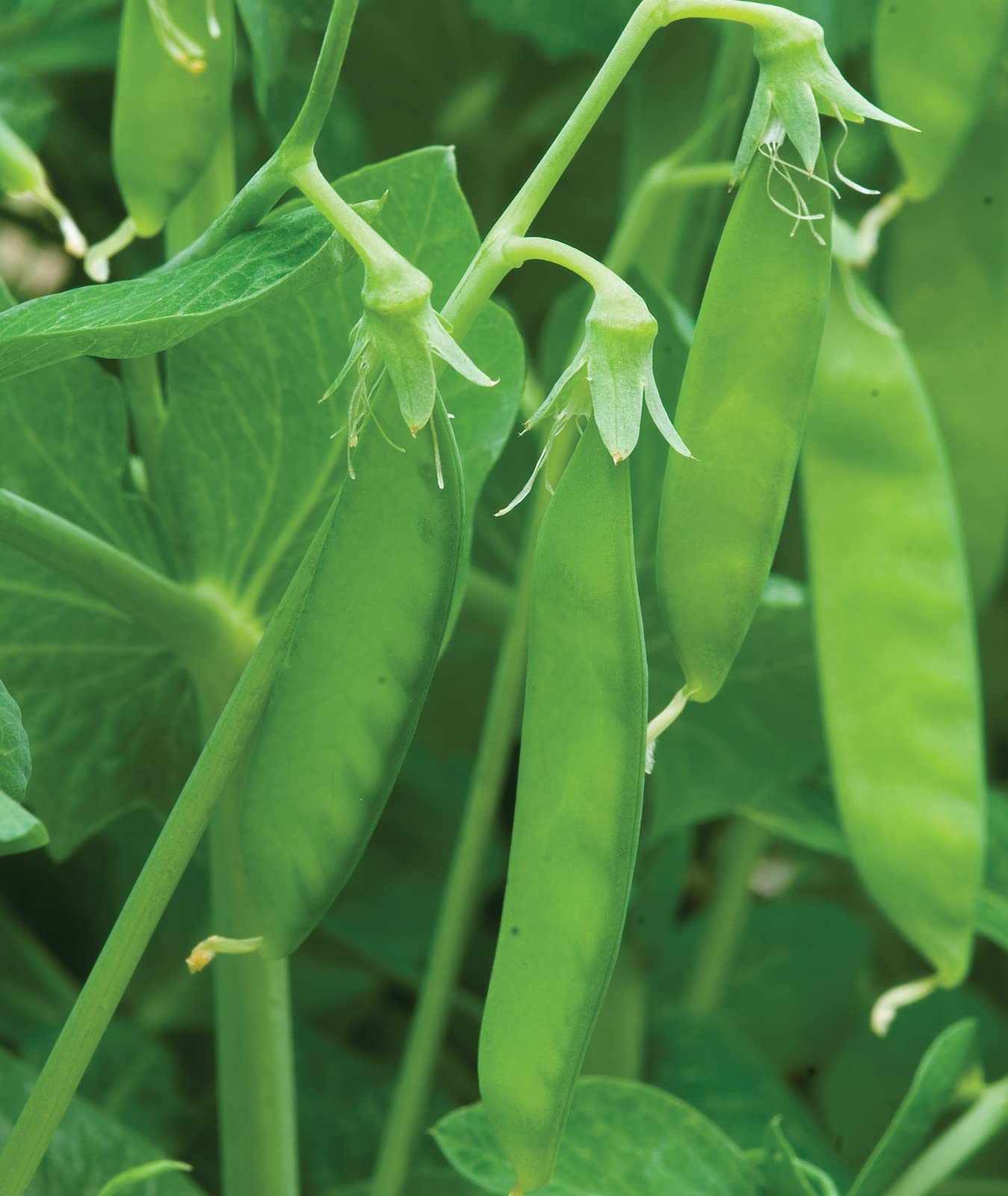 Sowing Burpee Sugar Snap Peas in early spring after last frost