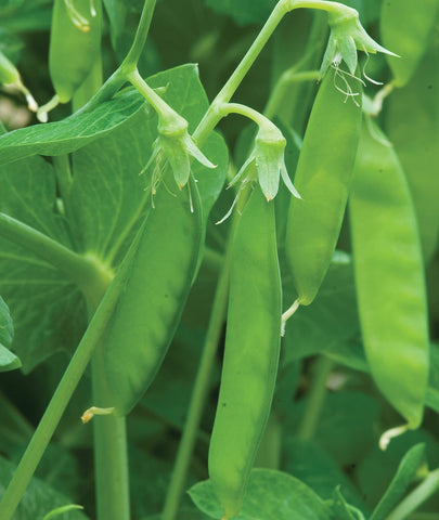 Sowing Burpee Sugar Snap Peas in early spring after last frost