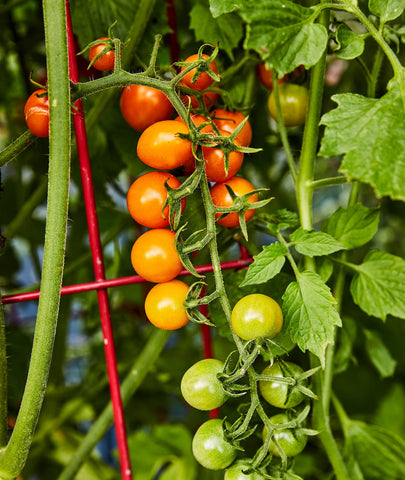 Burpee Sun Gold seed packet containing 30 non-GMO seeds for home gardeners.