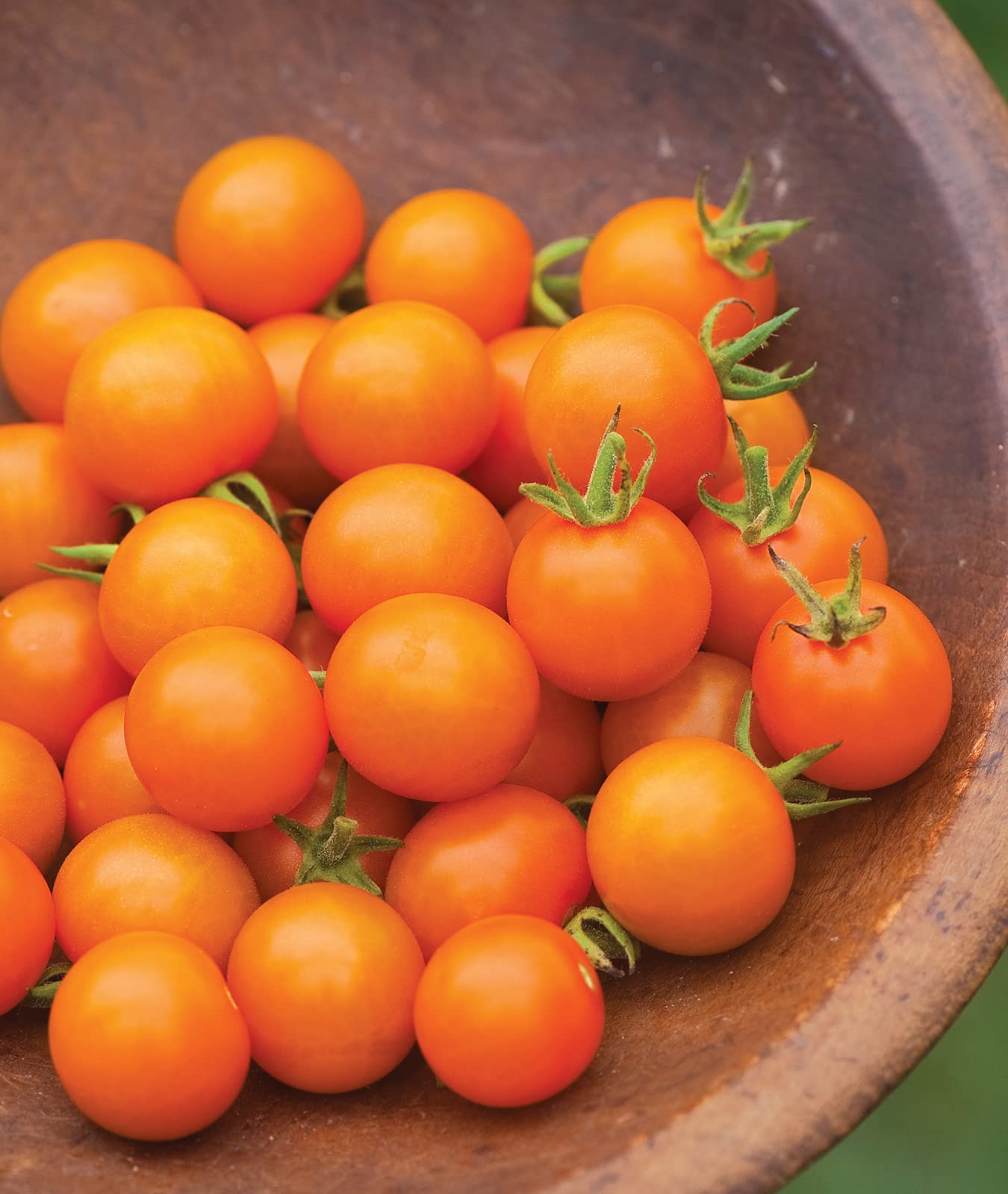 Sun Gold plants supported by a tomato cage promote strong, steady growth.