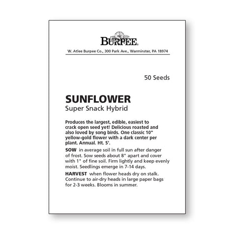Burpee sunflower seeds show large kernels and strong outdoor harvest potential.