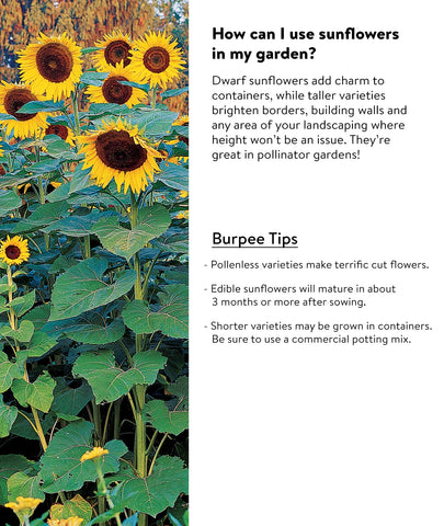 Burpee Sunforest Mix creates kid-friendly play area with towering blooms.