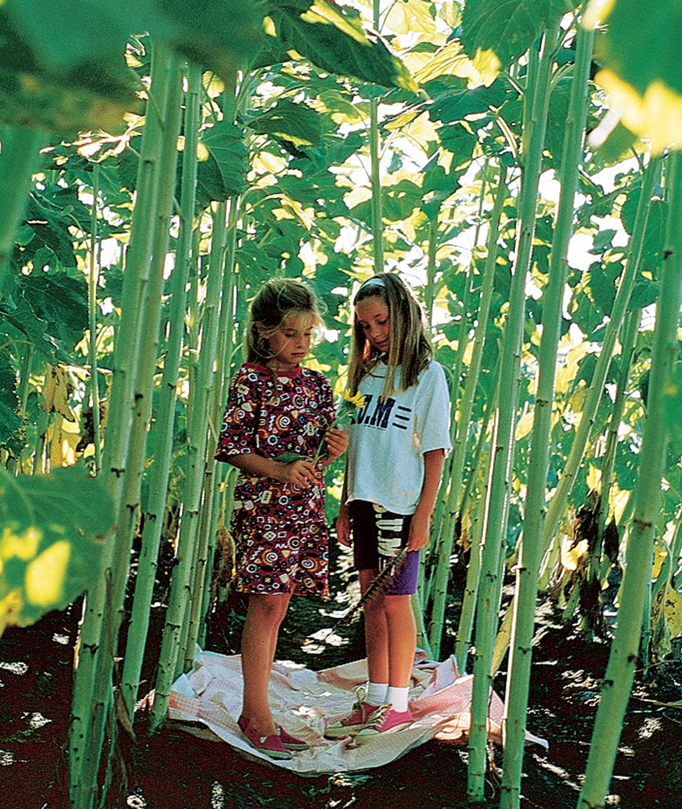 Burpee Sunforest Mix seeds, direct-sow outdoors after frost.