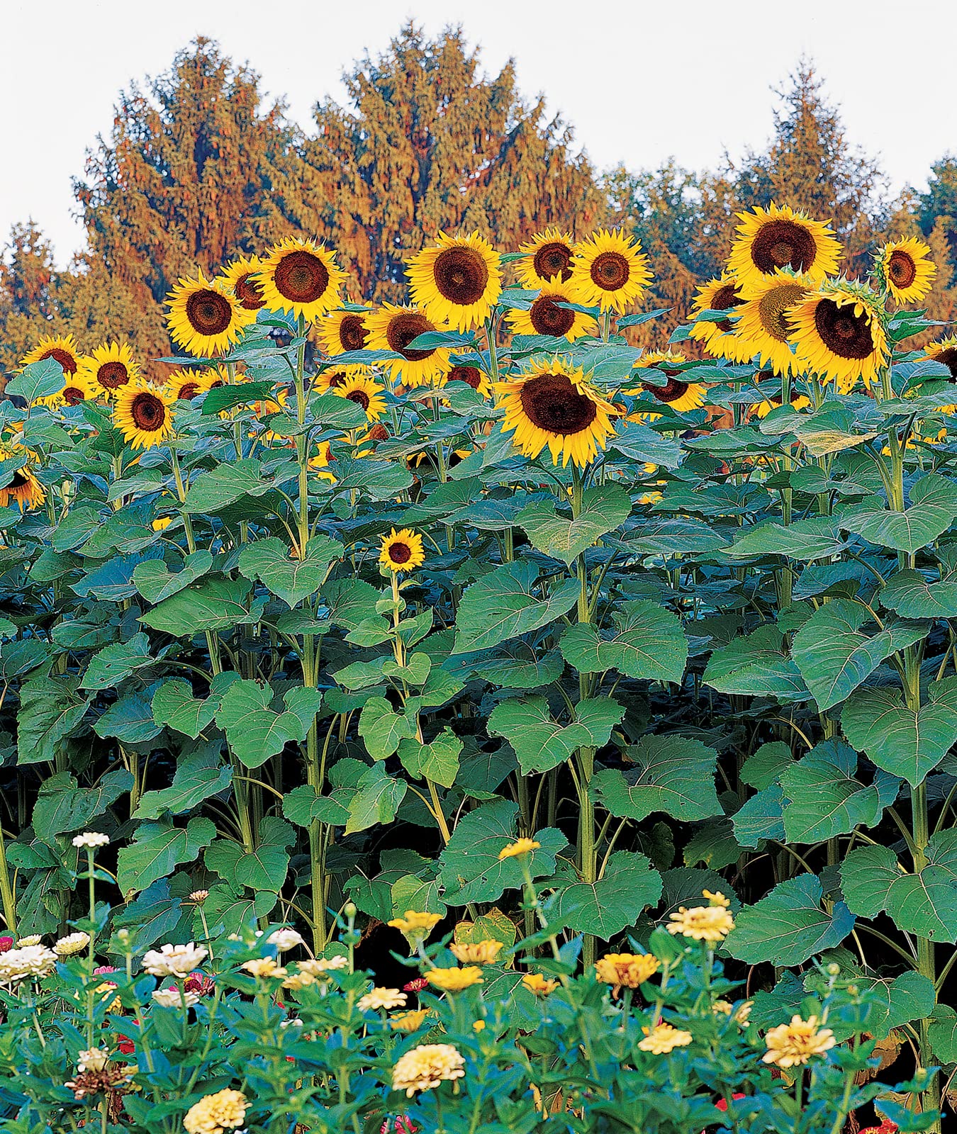 Burpee Sunforest Mix 100-seed pack for a tall sunflower garden.