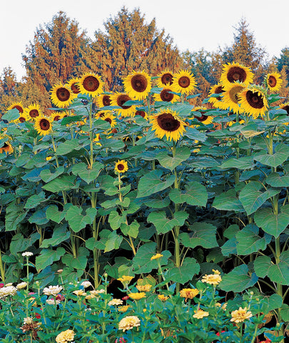 Burpee Sunforest Mix 100-seed pack for a tall sunflower garden.