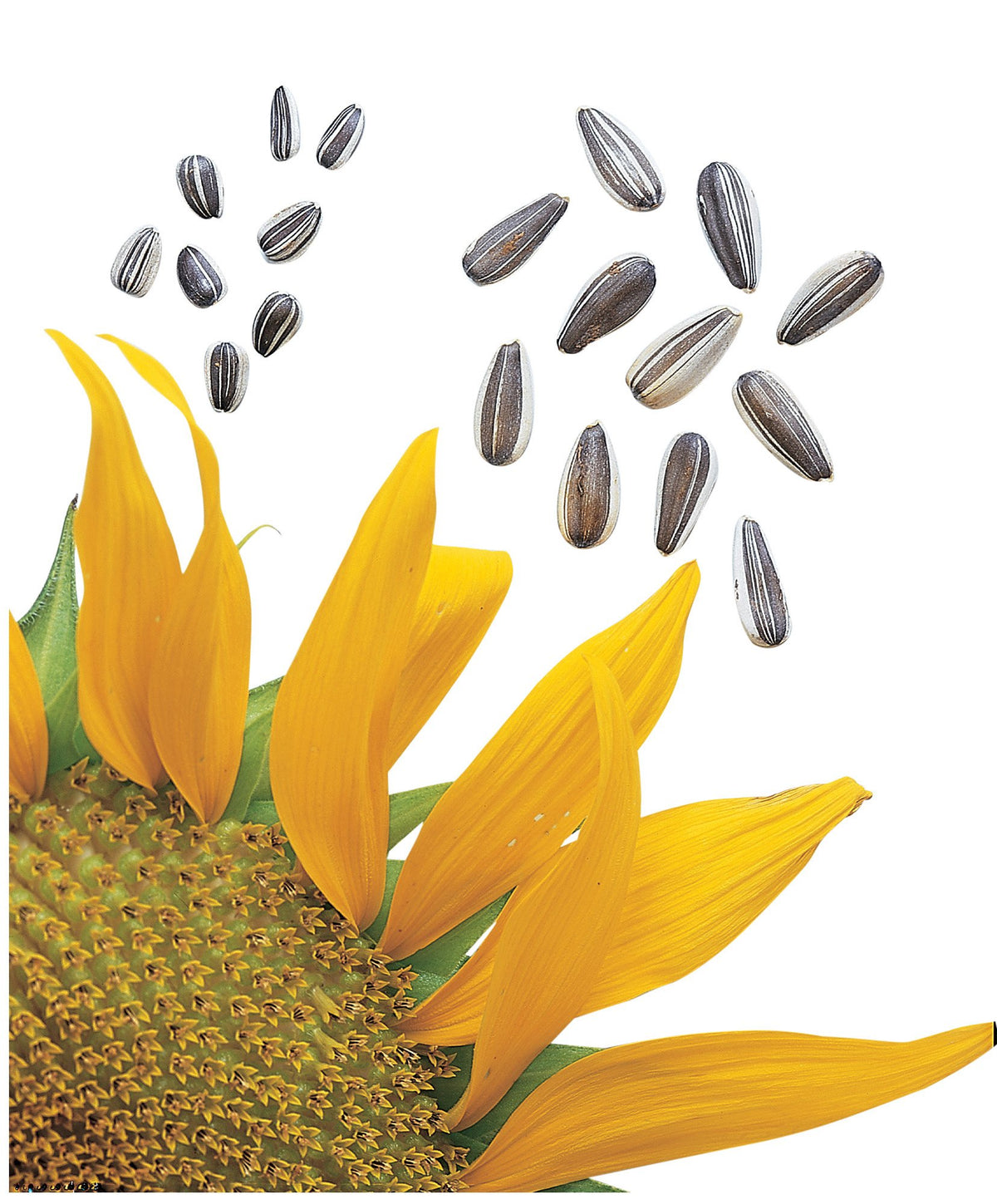 Burpee Super Snack sunflower seeds easy crack kernels for quick snacking.
