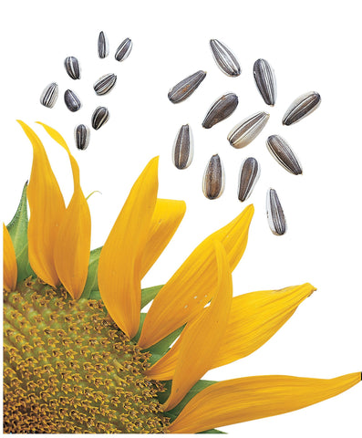 Burpee Super Snack sunflower seeds easy crack kernels for quick snacking.