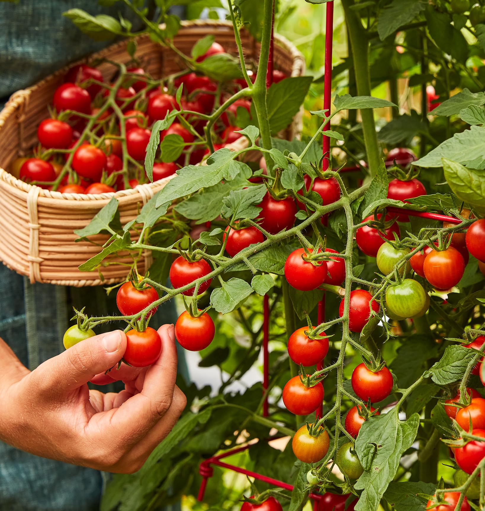 Burpee Super Sweet 100 hybrid tomatoes on vine showcasing easy-to-grow clusters