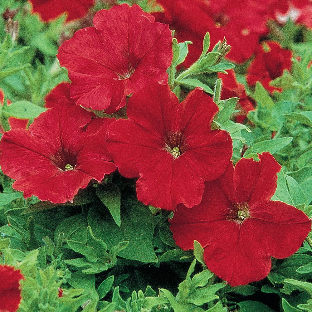 Burpee Supercascade Red Petunia blooms in a full-sun hanging basket for vibrant color.
