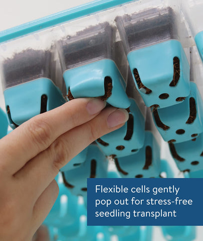 Burpee SuperSeed pop-out cells simplify transplanting to outdoor beds with minimal root disturbance