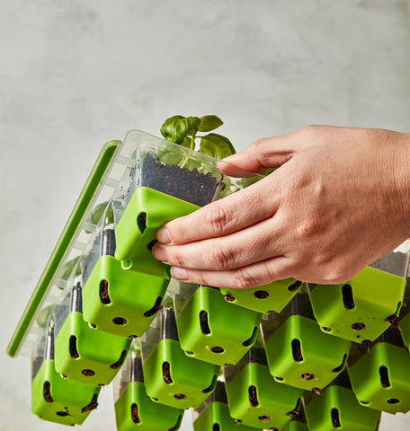 Burpee SuperSeed tray pop-out cells ease transplanting with minimal root disruption