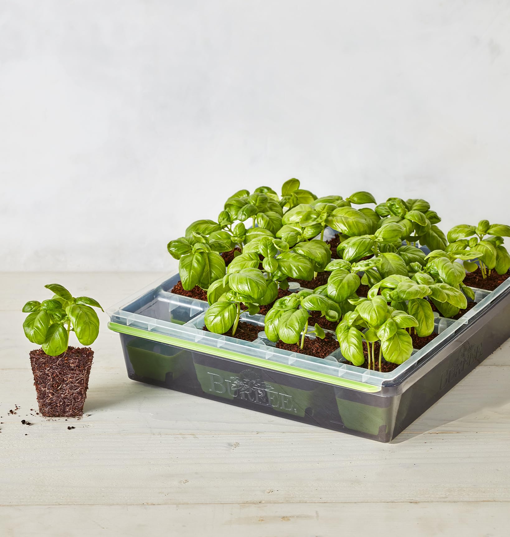 Burpee SuperSeed tray sturdy side handles for easy lifting and inspection