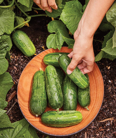 Burpee Supremo seeds thrive in full sun for 3-4 inch fruits.