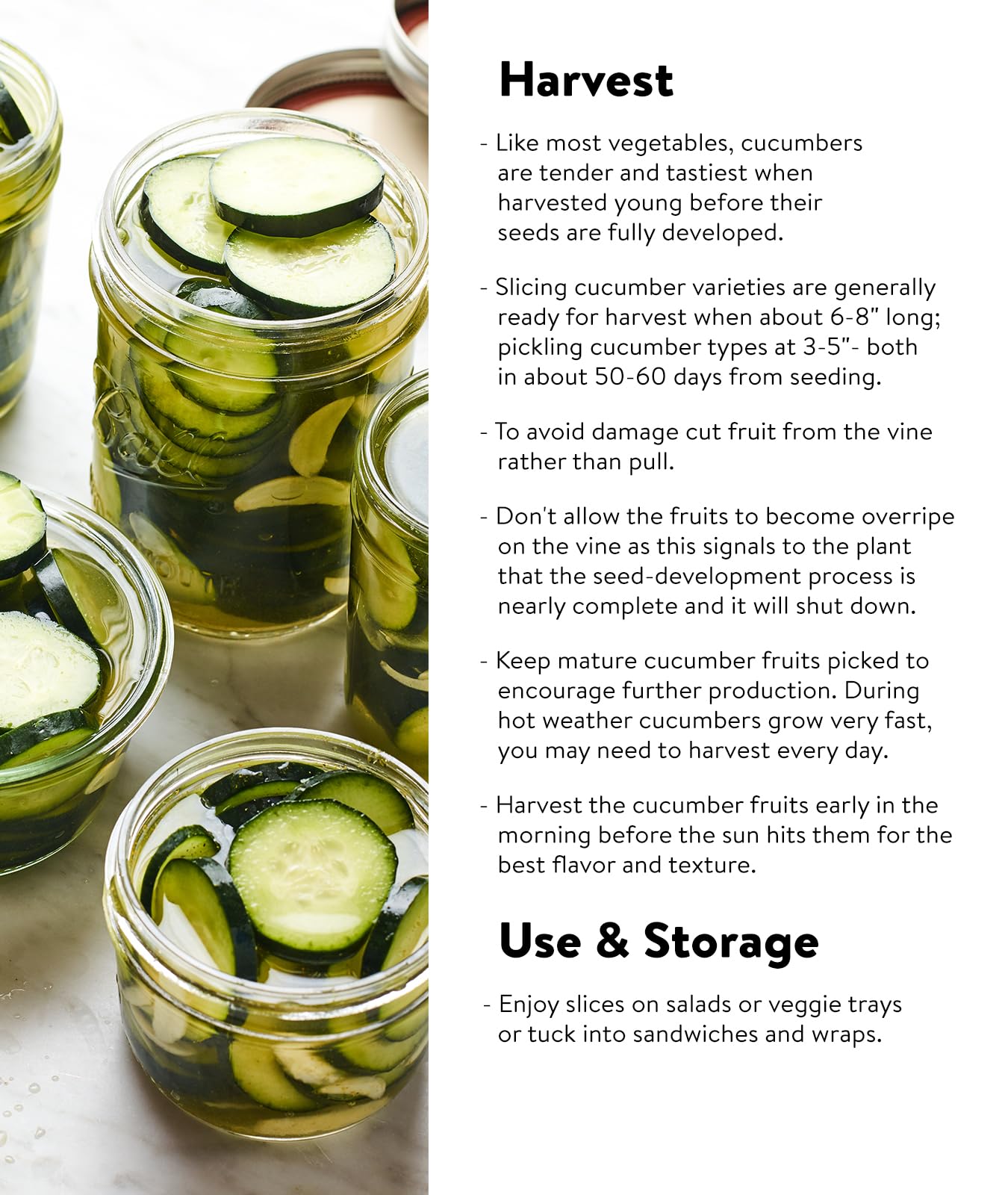 Burpee Supremo cucumber vines show disease resistance for reliable harvests.