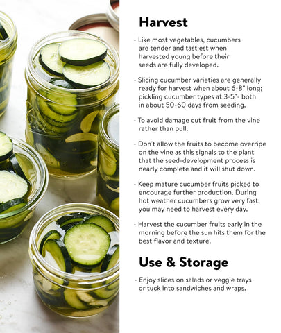 Burpee Supremo cucumber vines show disease resistance for reliable harvests.