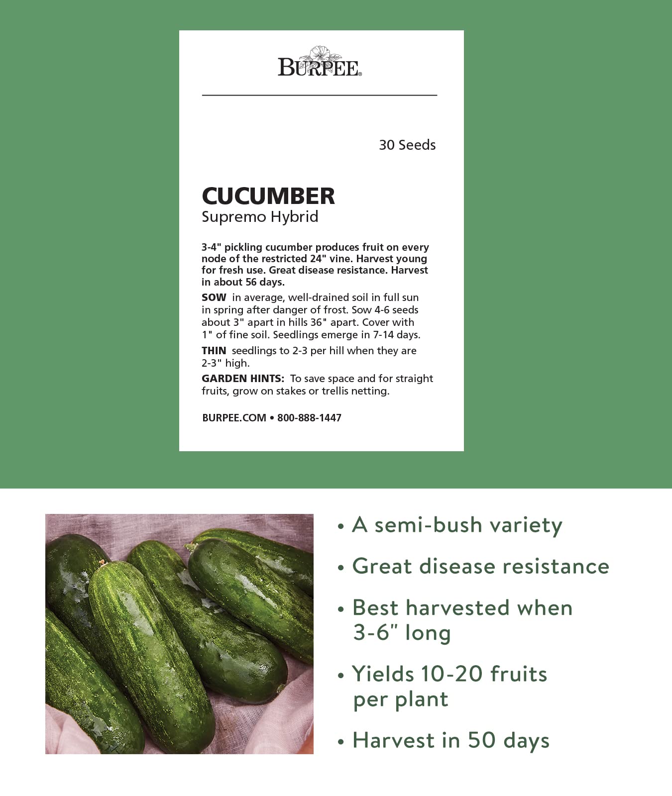 Burpee Supremo pickling cucumbers growing on a compact 2-3 foot vine.