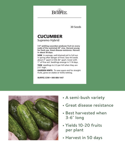 Burpee Supremo pickling cucumbers growing on a compact 2-3 foot vine.
