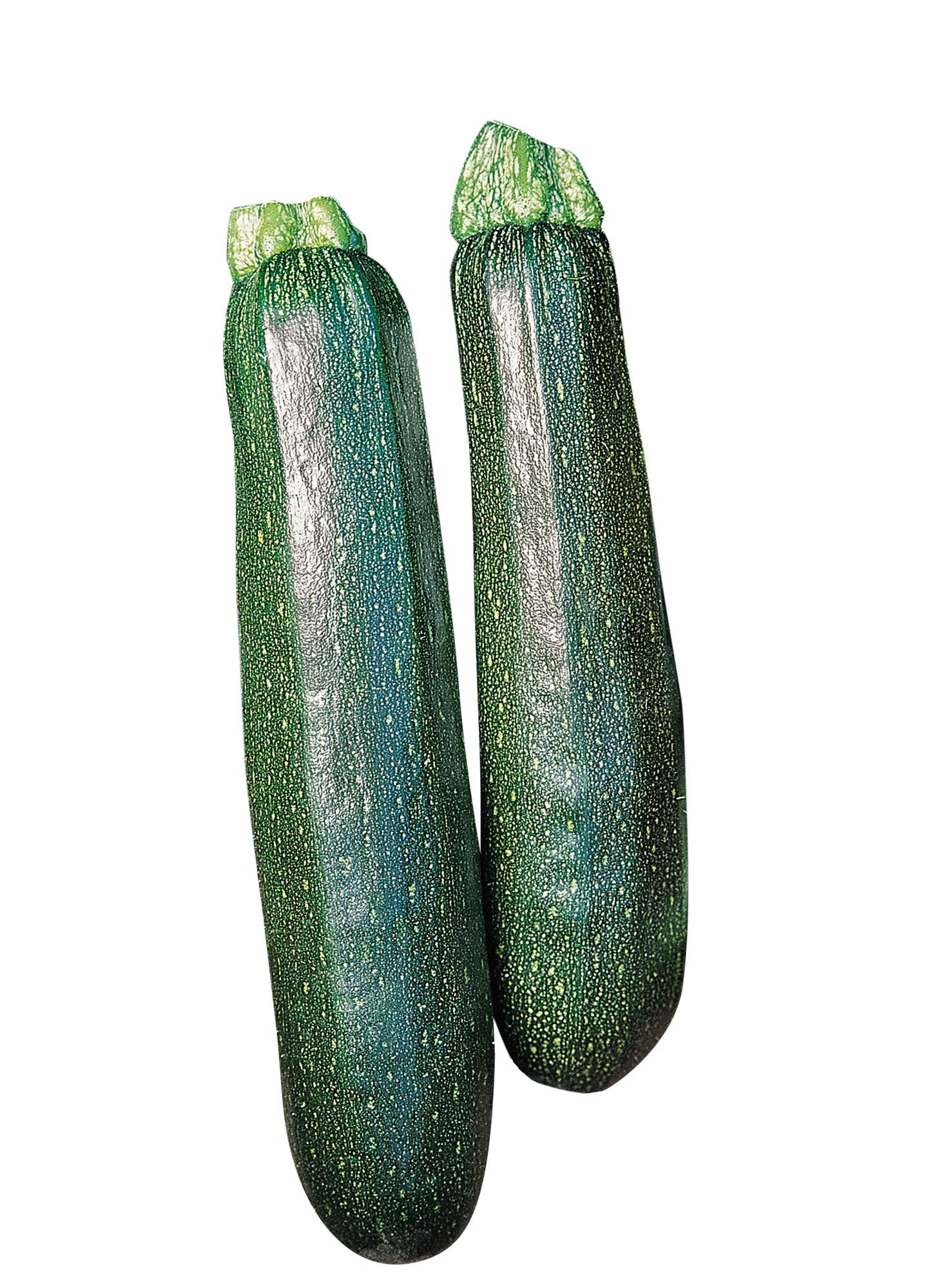 Burpee Sure Thing zucchini seeds packet ready to plant, promotes early harvest potential.