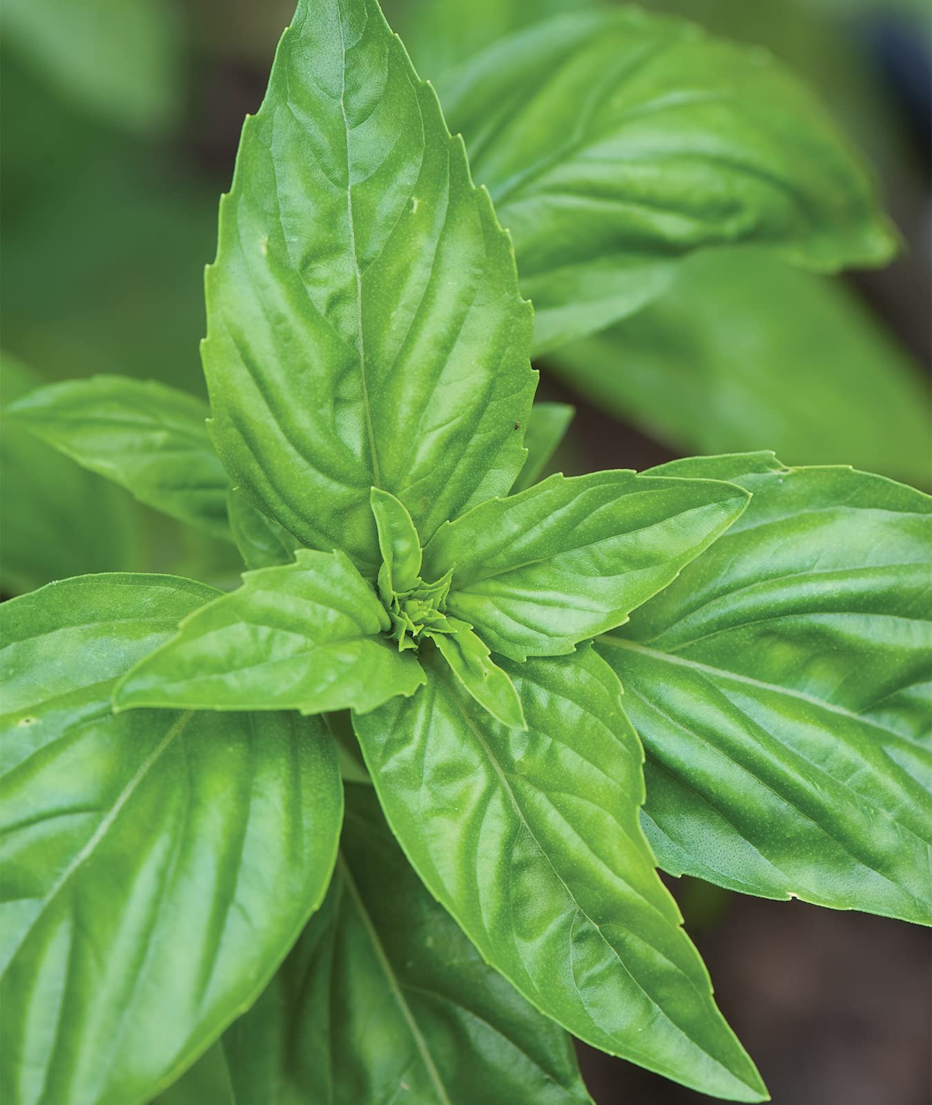 Burpee Sweet Basil seeds 500-pack seed packet for home gardening