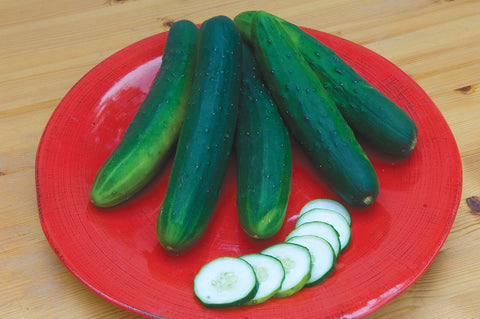 Burpee cucumber plant growing vigorously, showcasing strong vines for reliable garden yields.