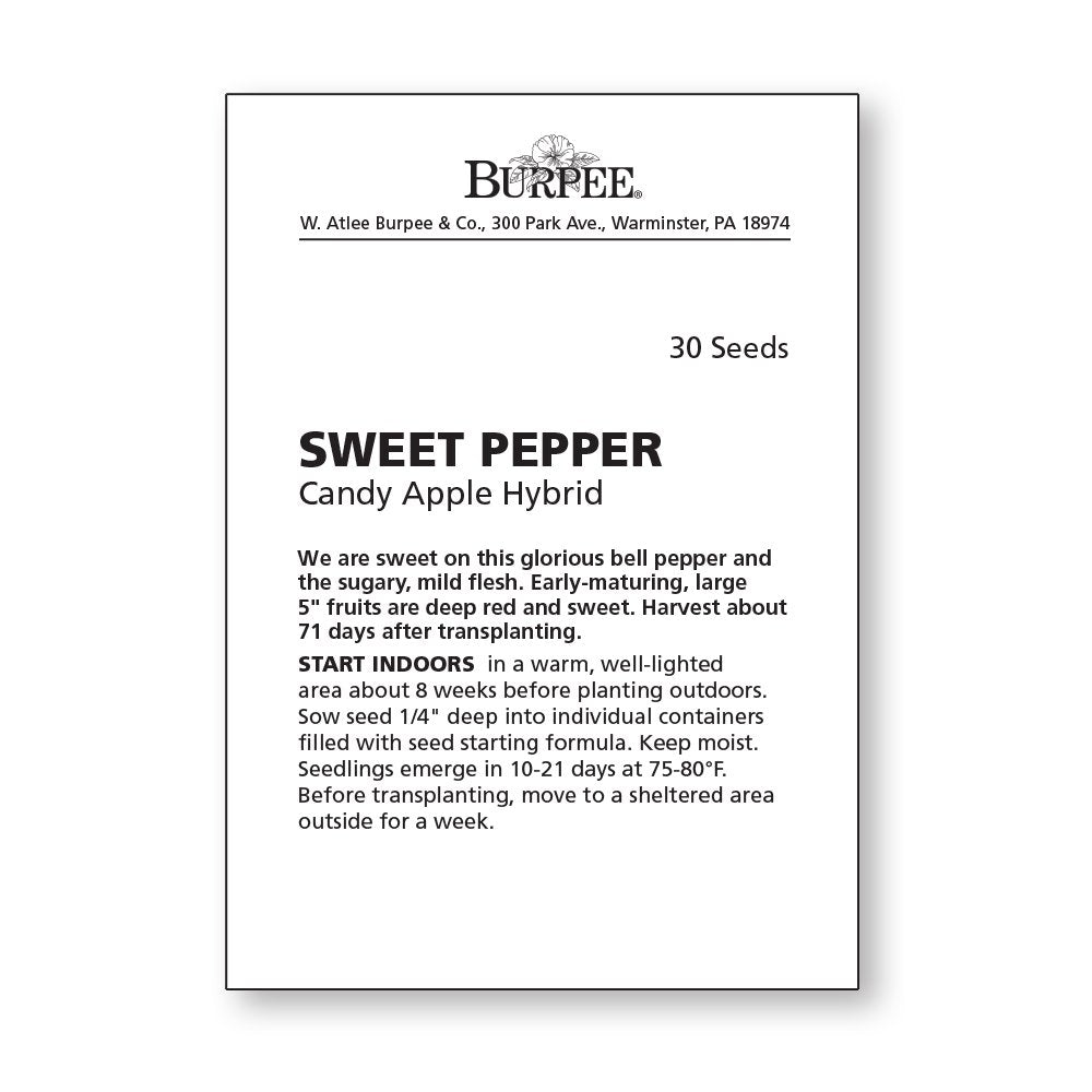 Close-up of Burpee Sweet Candy Apple peppers, perfect for roasting or stuffing