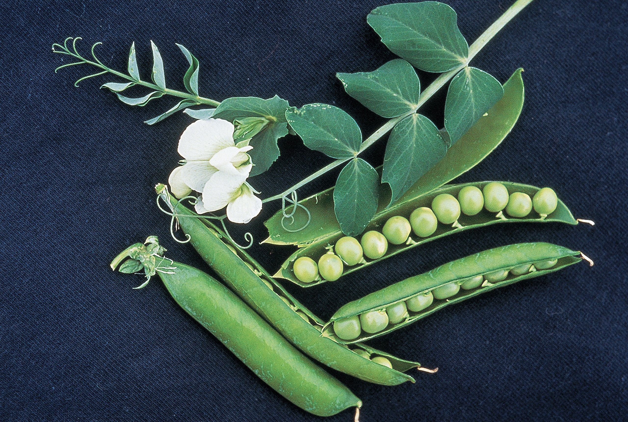 Burpee Garden Sweet Pea climbing plants on a trellis for a lush display.