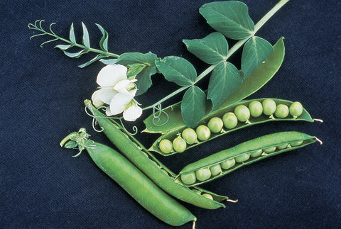 Burpee Garden Sweet Pea climbing plants on a trellis for a lush display.